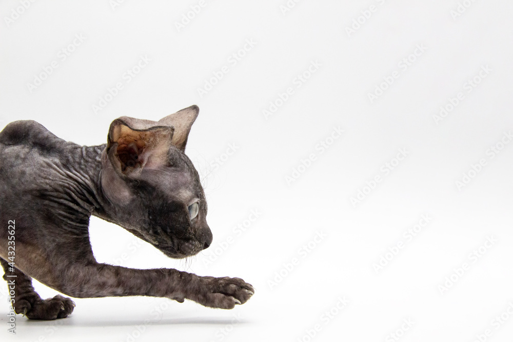 Gray kitten sphynx on move from the left to right the white background.