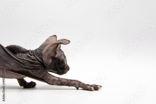 Gray kitten sphynx on move from the left to right the white background.