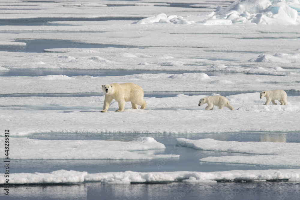 Wild polar bear (Ursus maritimus) mother and cub on the pack ice Wild polar bear (Ursus maritimus) mother and cub on the pack ice
