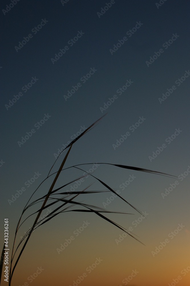 Obraz premium SONY DSC