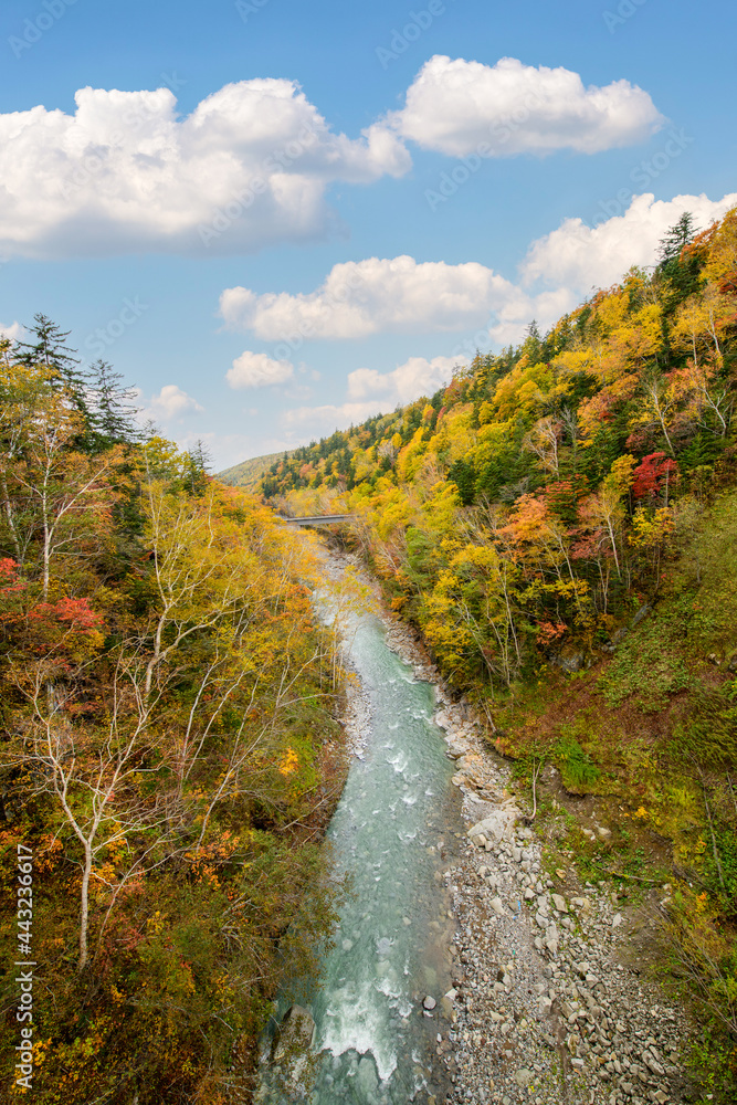 colorful tree in autumn near Shirahige Waterfall, Japan colorful tree in autumn near Shirahige Waterfall, Japan