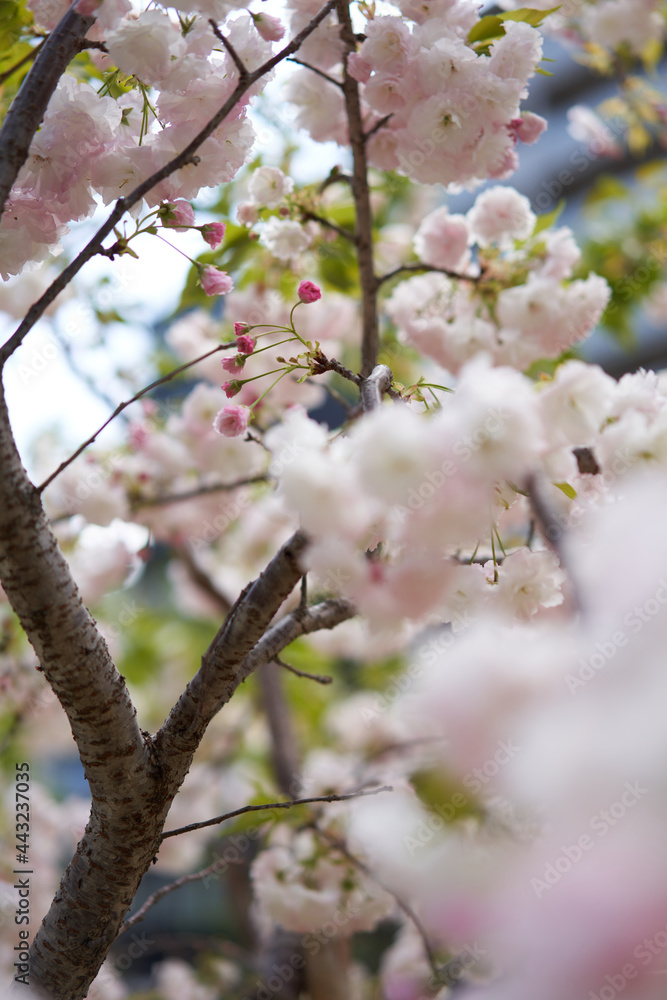 Double cherry blossom in full bloom in the office district of Tokyo Double cherry blossom in full bloom in the office district of Tokyo