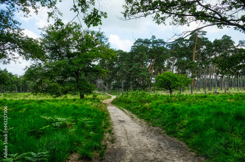 Wanderweg durch den Diersfordter Wald