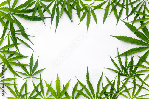 Green cannabis indica, marijuana leaves on white background with copy space for your text