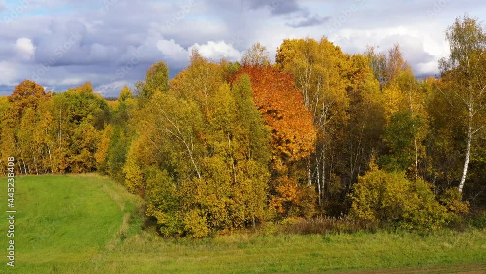 Aerial view of the forest under clouds during the autumn. Crowns of trees with yellow foliage. Deciduous forest in the fall. Fall season. Aerial view of the forest under clouds during the autumn. Crowns of trees with yellow foliage. Deciduous forest in the fall. Fall season.