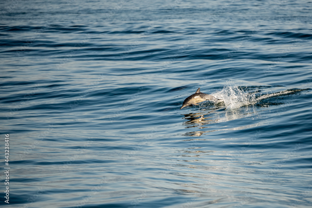 Obraz premium Single Breaching Dolphin Riding A Wave