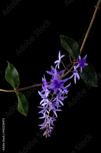 petrea volubilis flower with leaves, commonly known as purple wreath, queen's wreath, sandpaper vine or nilmani, attractive pale blueish violet blooms isolated on black background photo