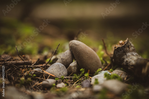 Small Rocks Gathered to Look Like Nest