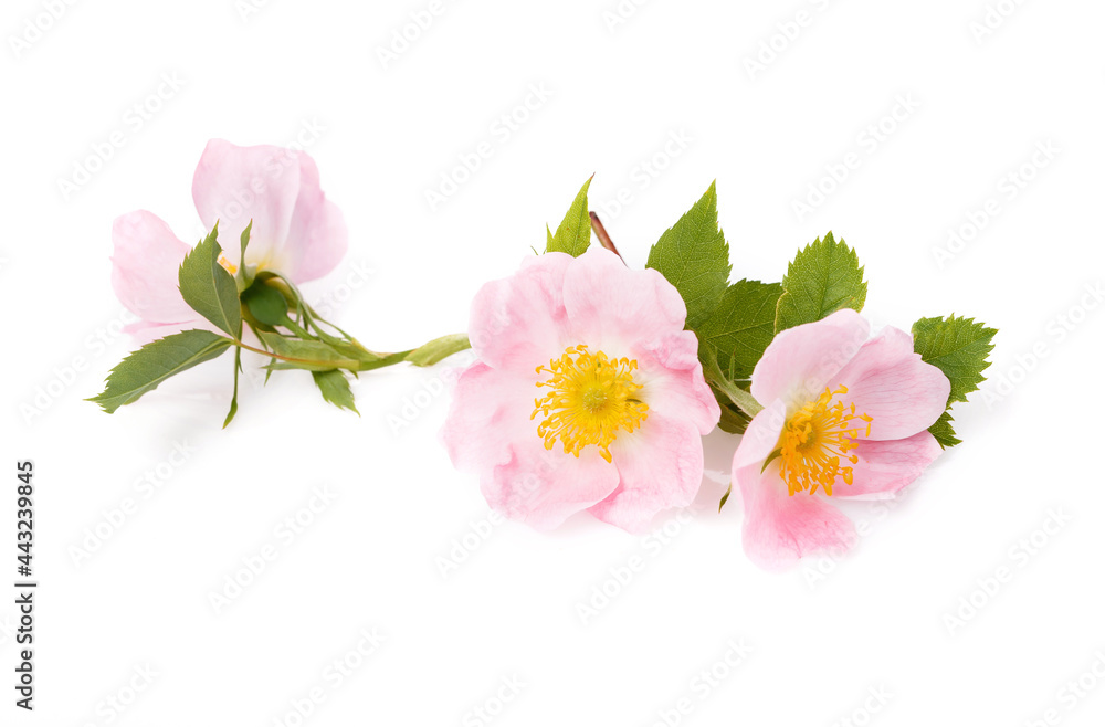 Blossom of wild rose isolated on white