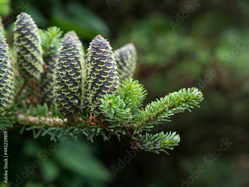Photography Rare conifers: Korean fir. Cones of the fir. Macro.
