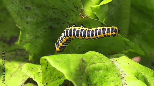 Caterpillar of lettuce shark moth (Cucullia lactucae) feeding on lettuce leaf.