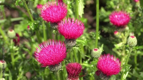 Japanese thistle (Cirsium japonicum) moving in the wind.