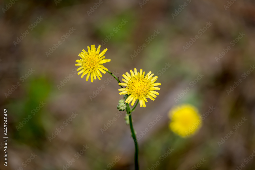 Close-up yellow flowers. Yellow flowers in the urban forest. All the beauties of nature. Wild yellow flowers. Selective focus, close-up. Close-up yellow flowers. Yellow flowers in the urban forest. All the beauties of nature. Wild yellow flowers. Selective focus, close-up.