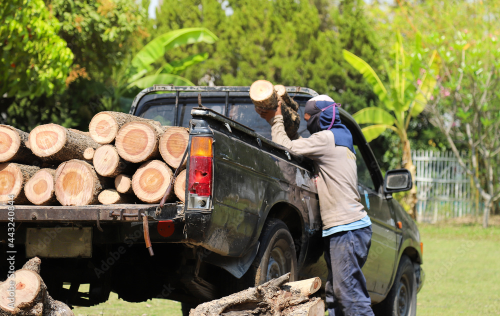 Closeup of timber on pickup car and lumberman with natural background. - obrazy, fototapety, plakaty 