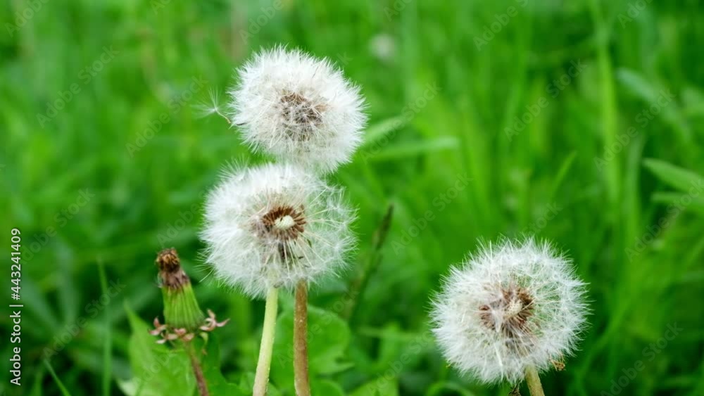 White fluffy dandelion in green grass swaying in the wind during the day, cloudy weather. Wind in the meadow, field. close-up. High quality FullHD footage White fluffy dandelion in green grass swaying in the wind during the day, cloudy weather. Wind in the meadow, field. close-up. High quality FullHD footage