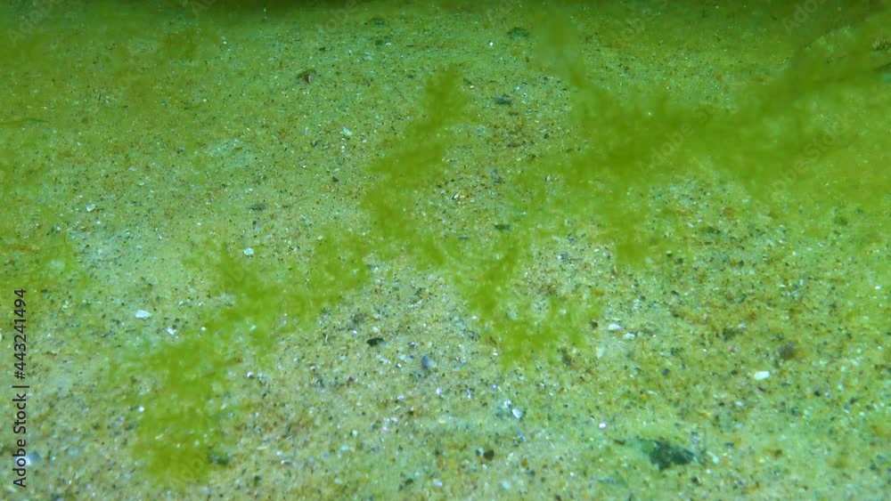The black goby (Gobius niger) floats above the seabed, the Black Sea The black goby (Gobius niger) floats above the seabed, the Black Sea