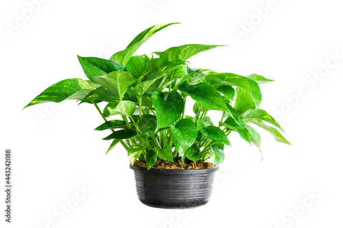 DEVIL’S IVY purify the air inside the house ,Epipremnum aureum, houseplant, golden pothos, vining plant with heart-shaped leaves plant in pot isolated on white background.