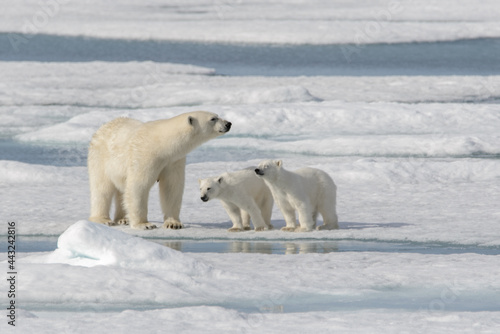 Wild polar bear (Ursus maritimus) mother and cub on the pack ice