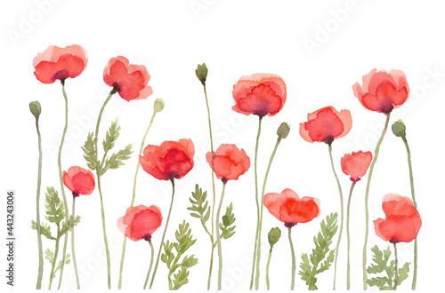 Red Poppy Flowers Watercolor Painting  Hand Drawn and Painted Isolated on White Background