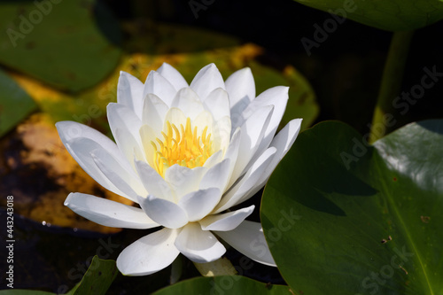 white water lily close up