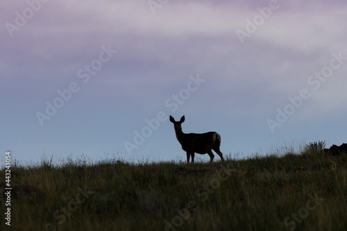 Mule Deer Silhouette © swkrullimaging