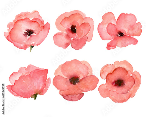 Red Poppy Flower Head Collection Set Watercolor Painting, Hand Drawn and Painted Isolated on White Background Clip Art Elements  © Kunrus