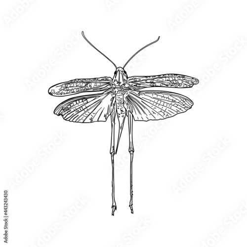 Isolated vector illustration locust, grasshopper on a white background. Insect for coloring, logo, emblem, agrarians, taxidermist