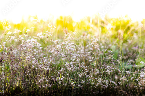 This is the grass flowers and light. © boonchob chuaynum