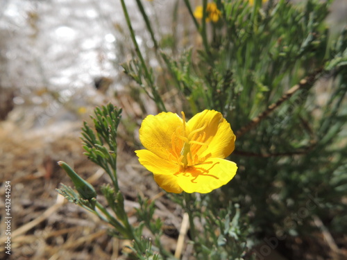 Hermosa flor amarilla en montañas chilenas