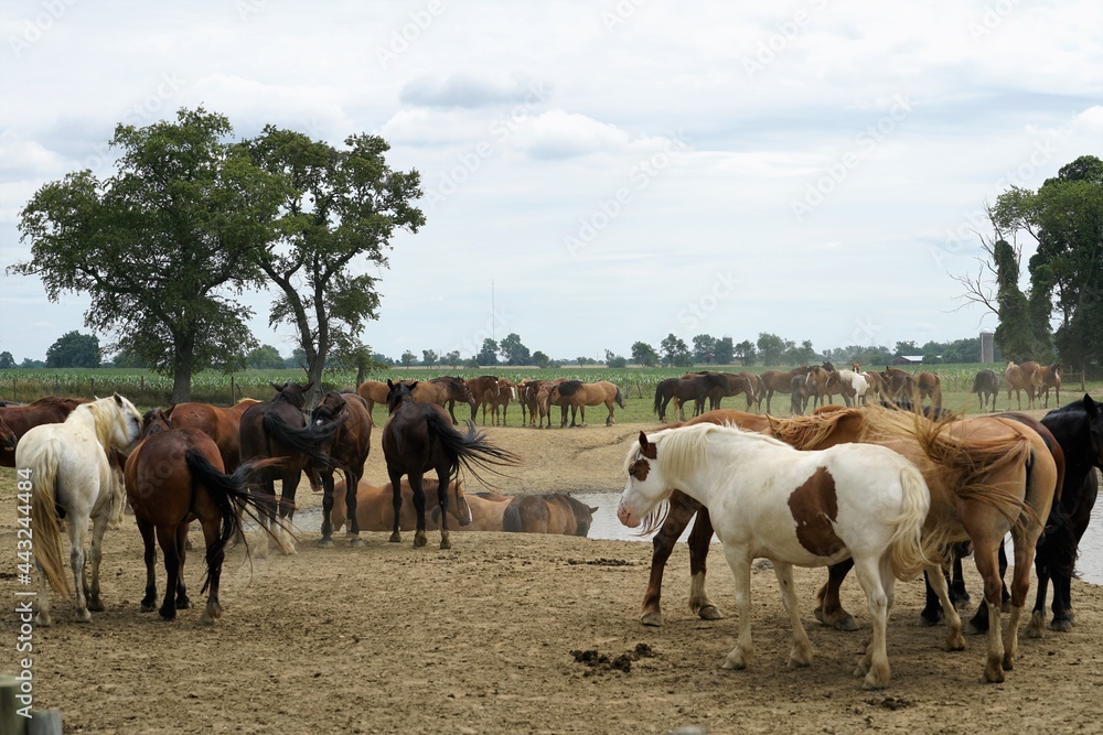 herd of horses herd of horses