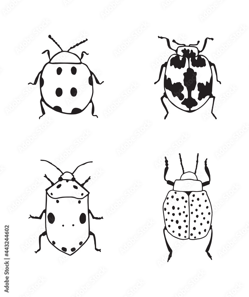 Naklejka premium Vector illustration. Drawing of bugs.