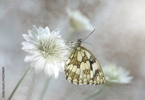 Motyl Polowiec Szachownica, Suchokwiat, Melanargia galathea
