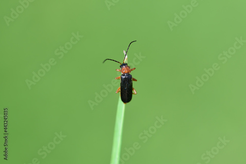 a small red and black soft beetle (Cantharis pellucida) climbs on a blade of grass against a green background in nature