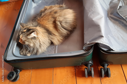 Cat sitting in the luggage. Kitten getting ready for a trip