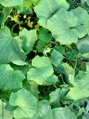 green leaves background