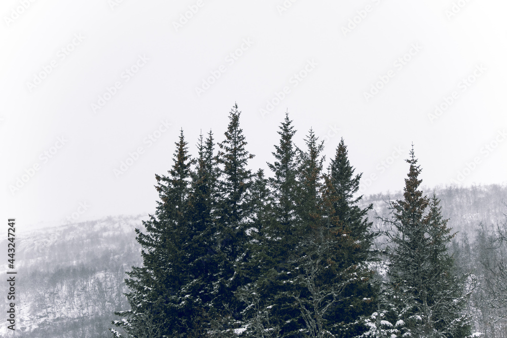 Kleine Nadelbaumgruppe in einer herrlichen Winterlandschaft Kleine Nadelbaumgruppe in einer herrlichen Winterlandschaft