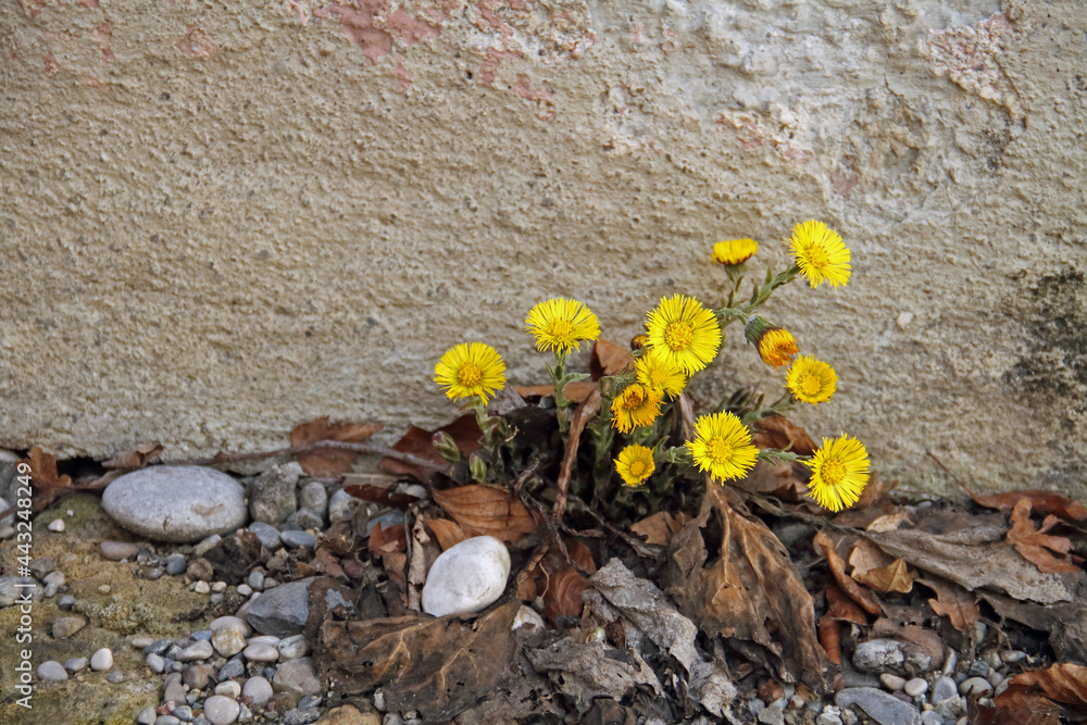 Obraz premium Mauerblümchen