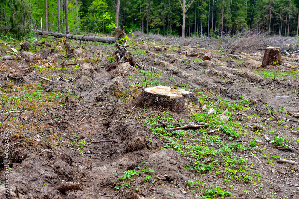 Fototapeta premium Felled spruces trees in forest. Deforestation and Illegal Logging, international trade in illegal timber. Stump of the felled living tree in the forest. The problem of ecological disaster of nature