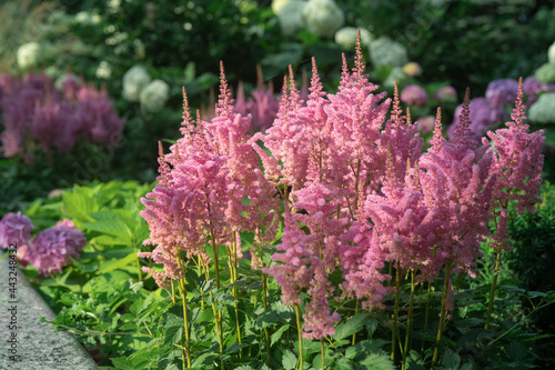 Beautiful Pink Astilbe in the morning 