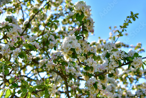 Beautiful blossoms of blooming apple tree in springtime. White and pink colors of flowers of apple tree in spring park.