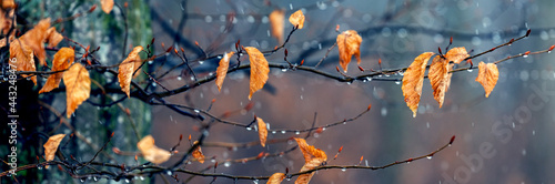 There is wet snow in the forest. Tree branch with withered leaves in the autumn forest during the snowfall