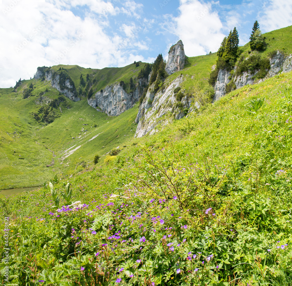 beautiful hiking area with green pasture and cranesbill flower meadow, Brauneck mountain, bavaria