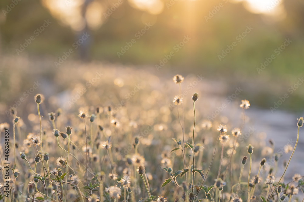 This is the grass flowers and light.