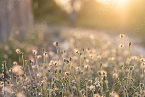 Fototapeta Naklejka Na Ścianę i Meble -  This is the grass flowers and light.