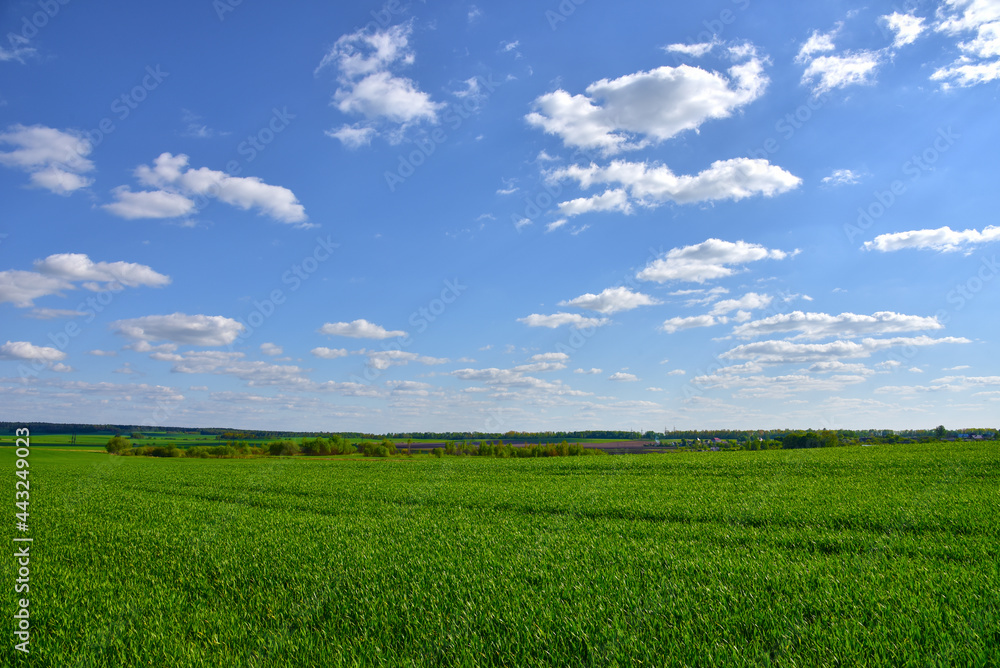 View of a green field in the countryside against a blue sky with clouds. Agriculture and farming concept. View of a green field in the countryside against a blue sky with clouds. Agriculture and farming concept.