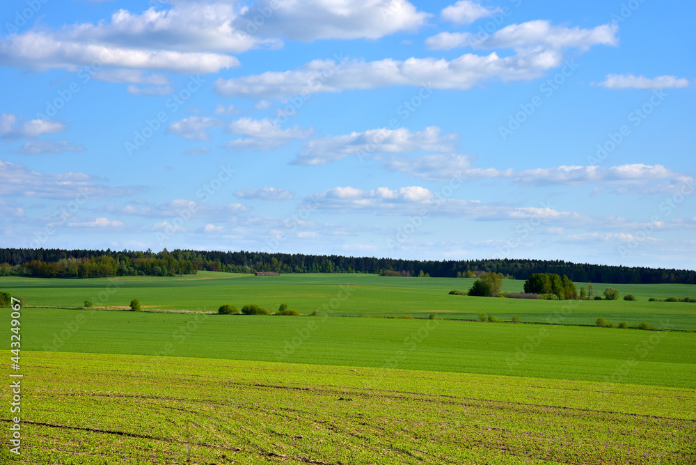 View of a green field in the countryside against a blue sky with clouds. Agriculture and farming concept.