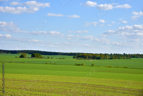 View of a green field in the countryside against a blue sky with clouds. Agriculture and farming concept.