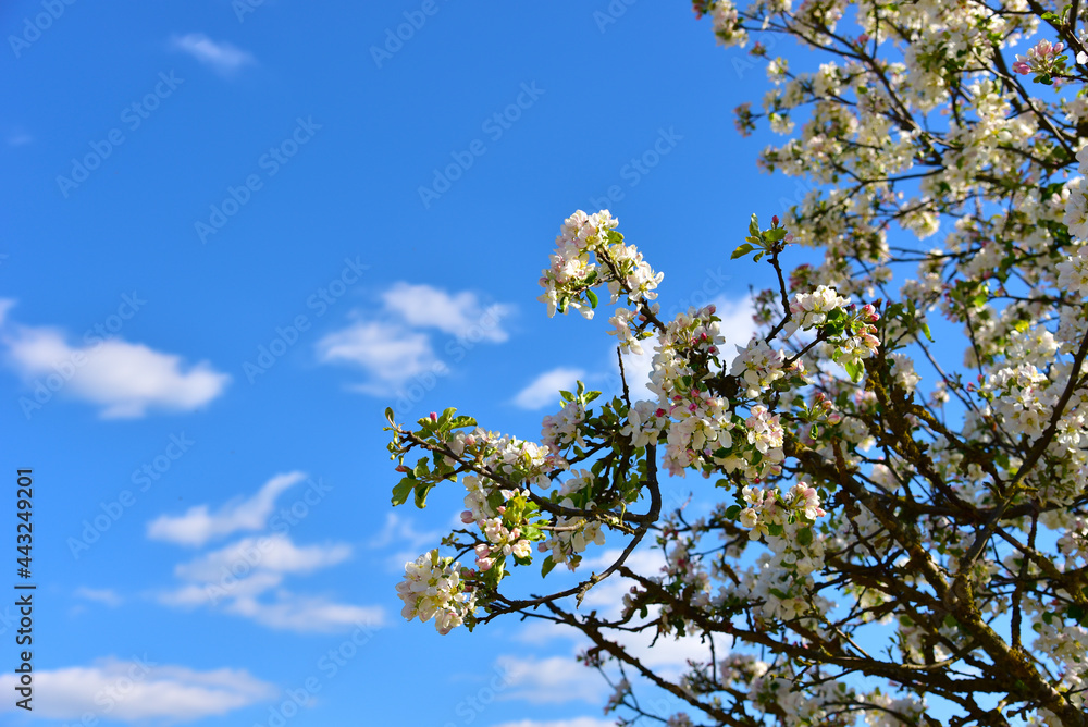 Beautiful blossoms of blooming apple tree in springtime. White and pink colors of flowers of apple tree in spring park. Beautiful blossoms of blooming apple tree in springtime. White and pink colors of flowers of apple tree in spring park.