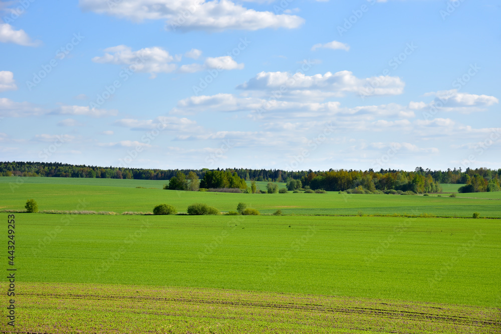 View of a green field in the countryside against a blue sky with clouds. Agriculture and farming concept.