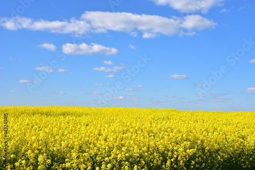 Countryside with yellow oilseed rape field on blue sky background.